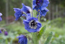 CC Meconopsis sp.